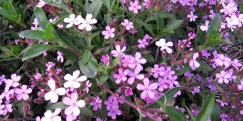 Saponaria (sapunica) bazilika mjesečeva prašina: sadnja i njega, fotografija